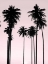 Picture of TALL PALMS BLACK ON PINK II