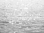 Picture of SUNLIT SEA
