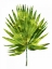 Picture of PALM IV