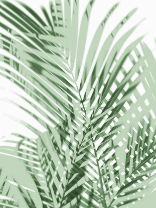 Picture of PALM SHADOWS GREEN III
