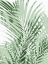 Picture of PALM SHADOWS GREEN III