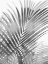 Picture of PALM SHADOWS I