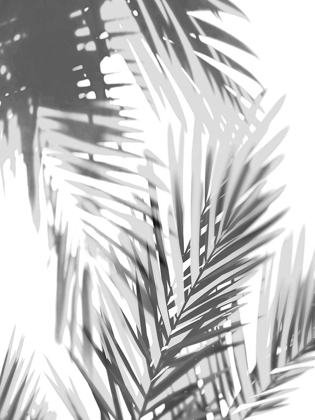 Picture of PALM SHADOWS II