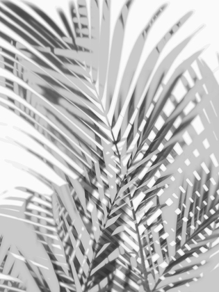 Picture of PALM SHADOWS III