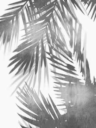 Picture of PALM SHADOWS IV