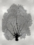 Picture of SEA FAN BLACK ON SILVER II