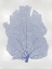 Picture of SEA FAN BLUE I