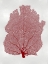 Picture of SEA FAN CORAL I