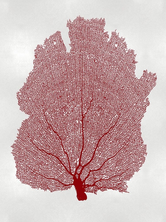 Picture of SEA FAN CORAL I