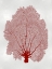 Picture of SEA FAN CORAL II