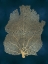 Picture of SEA FAN GOLD ON TEAL I