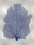 Picture of SEA FAN INDIGO BLUE I