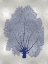 Picture of SEA FAN INDIGO BLUE II
