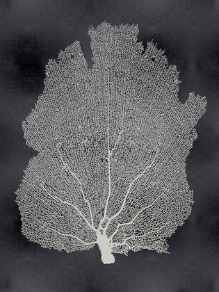 Picture of SEA FAN ON BLACK I