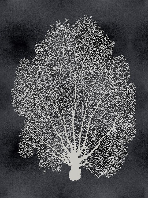 Picture of SEA FAN ON BLACK II