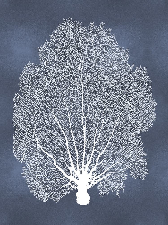 Picture of SEA FAN ON BLUE II