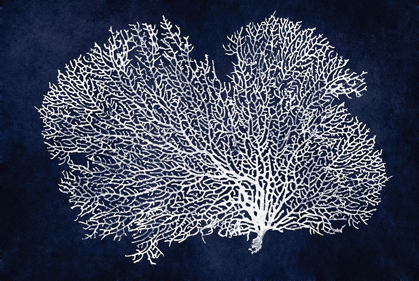 Picture of SEA FAN ON INDIGO BLUE II