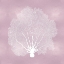 Picture of SEA FAN ON PINK BLUSH II