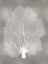 Picture of SEA FAN ON SILVER II