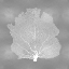 Picture of SEA FAN ON SILVER III