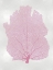 Picture of SEA FAN PINK BLUSH I