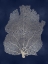 Picture of SEA FAN SILVER ON BLUE I