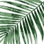 Picture of TROPICAL GREEN PALM I