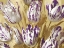 Picture of TULIPS ON GOLD I