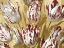 Picture of TULIPS ON GOLD II