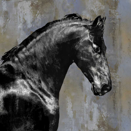 Picture of BLACK STALLION