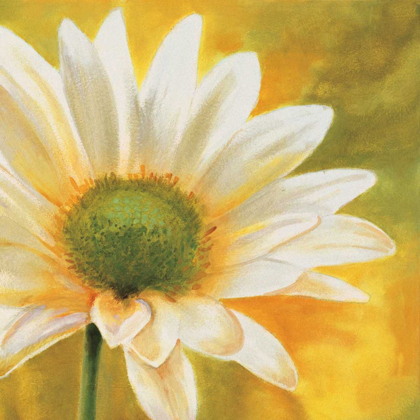 Picture of MARGUERITES DANS LE SOLEIL 3