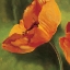 Picture of COQUELICOTS DANS LE SOLEIL I