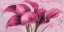 Picture of PURPLE CALLAS