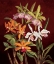 Picture of ORCHID TRIO II