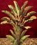 Picture of TRAVELERS PALM