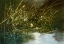 Picture of IN THE WEEDS