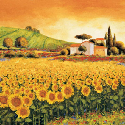 Picture of VALLEY OF SUNFLOWERS