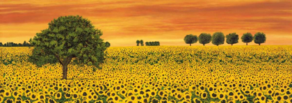 Picture of FIELD OF SUNFLOWERS