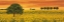 Picture of FIELD OF SUNFLOWERS