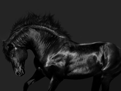 Picture of BLACK ON BLACK