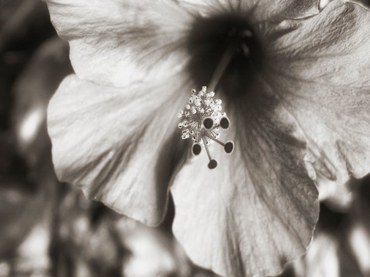 Picture of USA, HAWAII, KAUAI, HIBISCUS