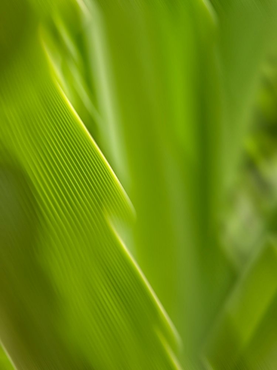 Picture of USA, HAWAII, KAUAI, TROPICAL F