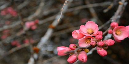Picture of CRABAPPLE TREE BLOSSOMS