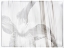 Picture of BLACK AND WHITE CLEMATIS