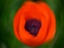 Picture of ORANGE POPPY