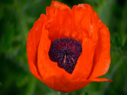 Picture of ORANGE POPPY