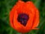 Picture of ORANGE POPPY