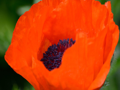 Picture of ORANGE POPPY