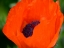 Picture of ORANGE POPPY