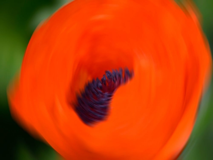 Picture of ORANGE POPPY